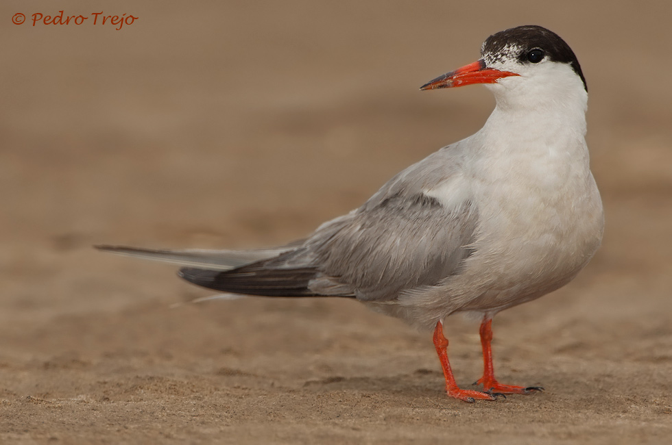 Charran común (Sterna hirundo)